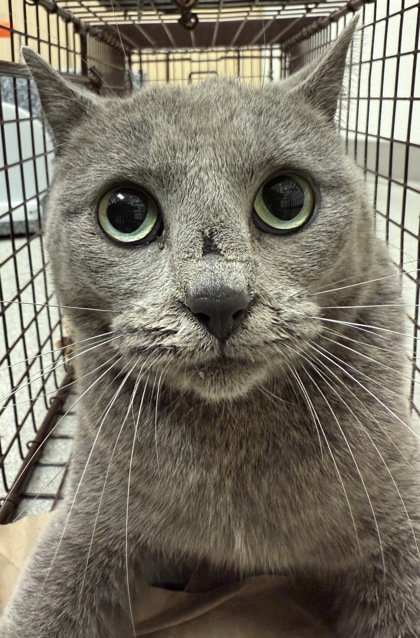 View Malibu the Cat Photo #2