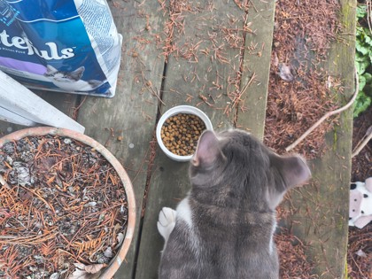 View This Cat Photo #2