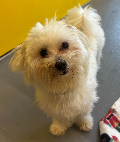 View Whitecap the Dog Photo #2