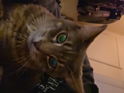 View Prismo the Cat Photo #2