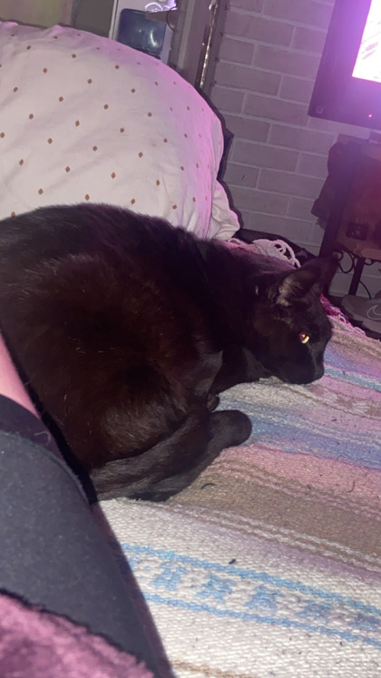 View Meow Fur/fat Cat the Cat Photo #3