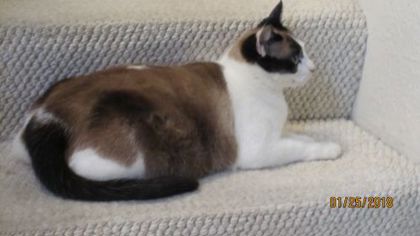 View Lily the Cat Photo #2