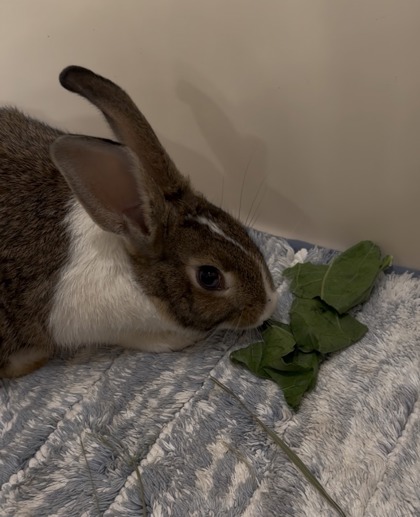 View This Rabbit Photo #2