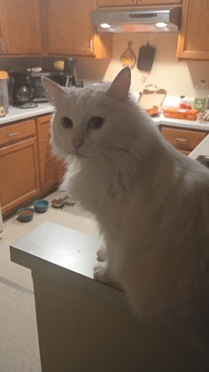 View Willow the Cat Photo #2