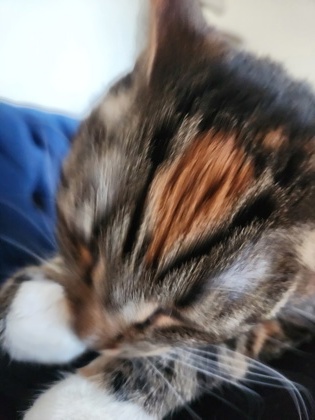View Freya the Cat Photo #3