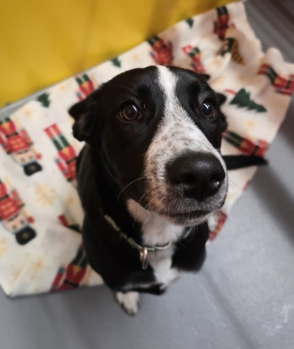 Photo of Oreo