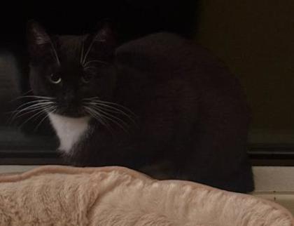 View Stormy the Cat Photo #2