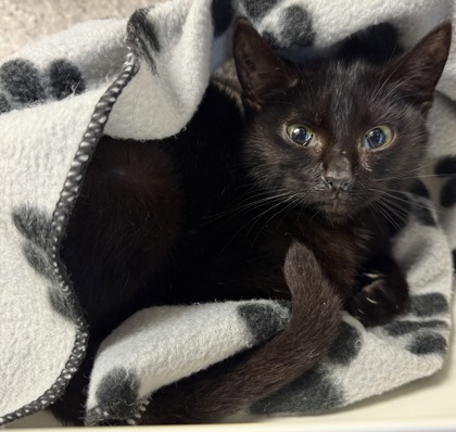 View Flint the Cat Photo #2