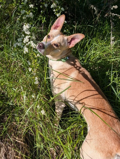 View Apollo the Dog Photo #3
