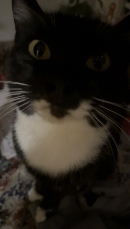 View Coco the Cat Photo #3