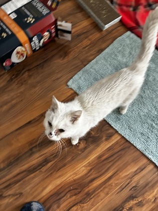 View This Cat Photo #2