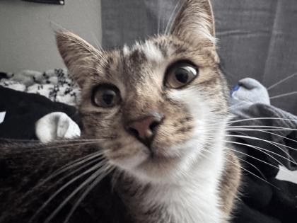 View This Cat Photo #2