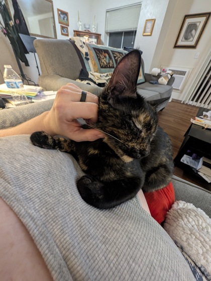 View This Cat Photo #3