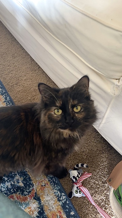 Have You Seen Piper? Piper