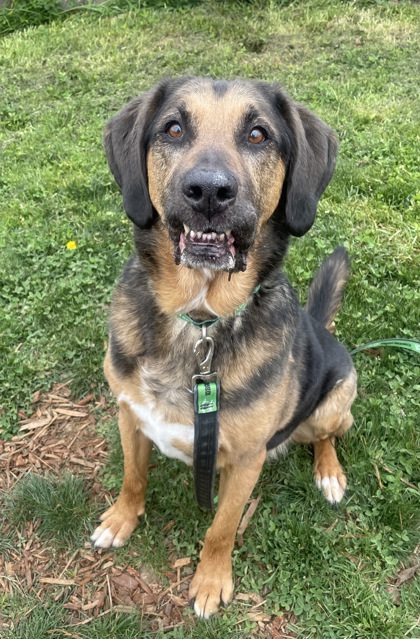 View Luther the Dog Photo #3
