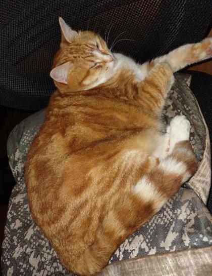 View Zelda the Cat Photo #2