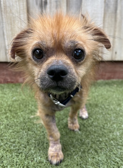 View Foster the Dog Photo #2