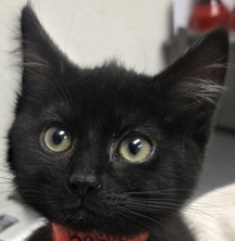 Photo of Raspberry