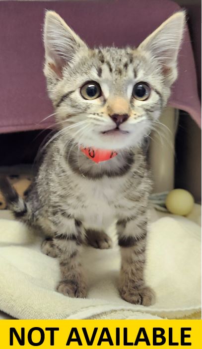 Photo of Almond