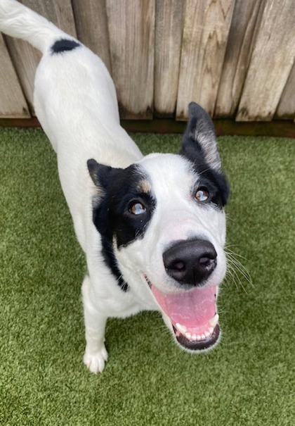 View Tremelo the Dog Photo #2