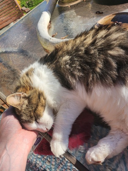 View This Cat Photo #2