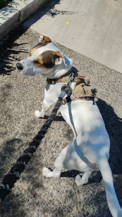 View This Dog Photo #3