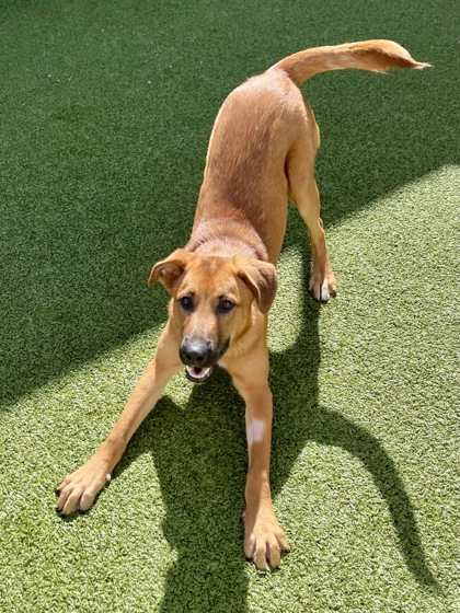 View Sloane the Dog Photo #3