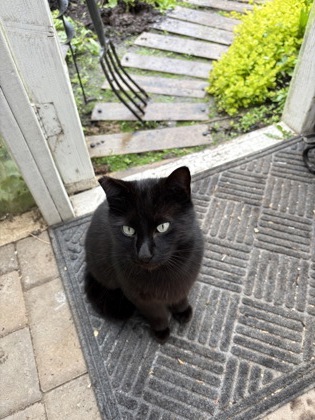 View Jet the Cat Photo #2