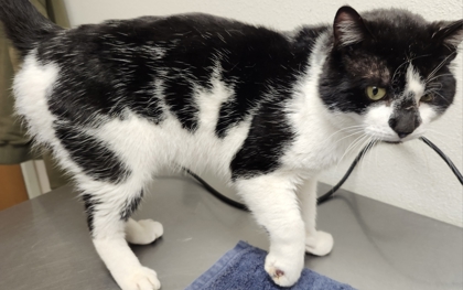 View Caster the Cat Photo #3