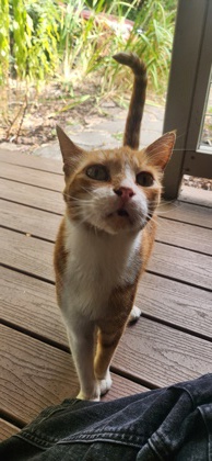 View This Cat Photo #2