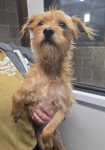 View Cornflake the Dog Photo #2