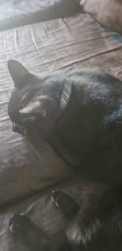 View Prissy the Cat Photo #3