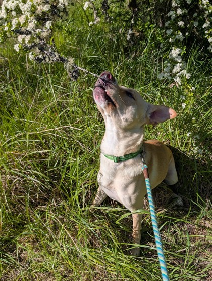 View Apollo the Dog Photo #3