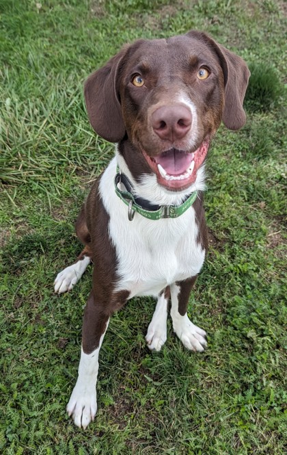 Bark in the Park 2022 - Greenhill Humane Society