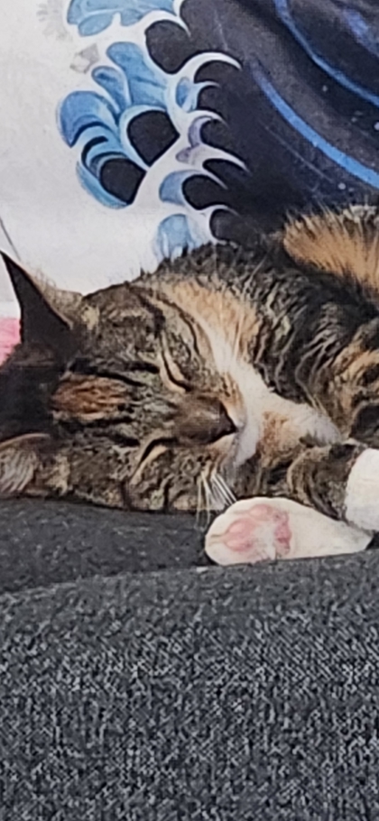 Have You Seen Freya? freya