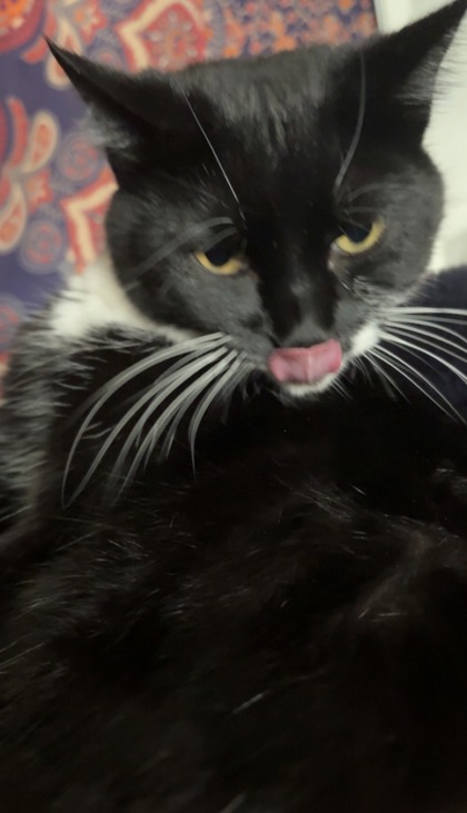 View Coco the Cat Photo #2