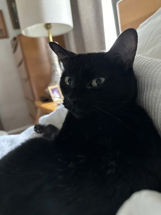 View Olive the Cat Photo #3
