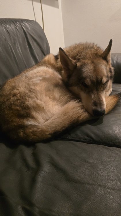 View Bear the Dog Photo #2