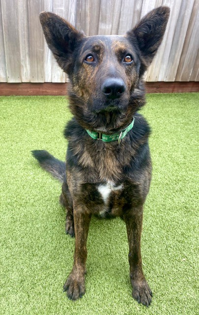 View Cookies the Dog Photo #3