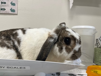 View Bluebell the Rabbit Photo #3