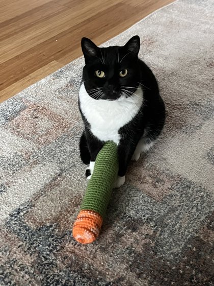 Have You Seen Louis? Louis