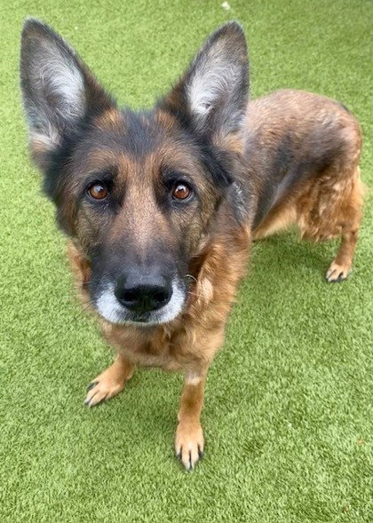 View Wylie the Dog Photo #3