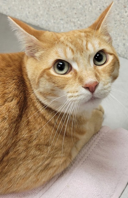 Photo of Oscar