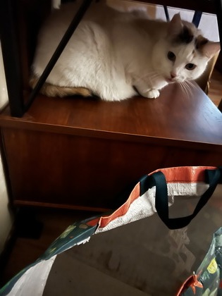 Have You Seen Kiki? kiki