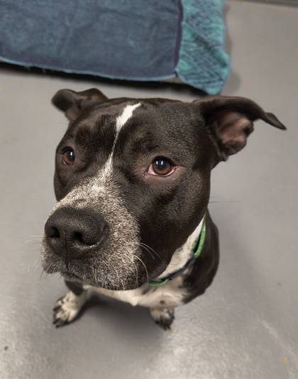 Photo of Silly Goose