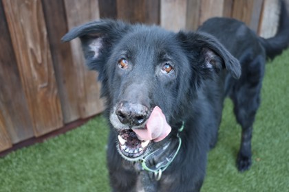 View Ronnie the Dog Photo #3