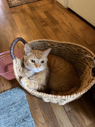 View Sawyer the Cat Photo #3