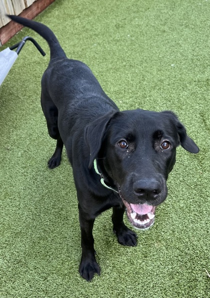 View Lizzie the Dog Photo #2