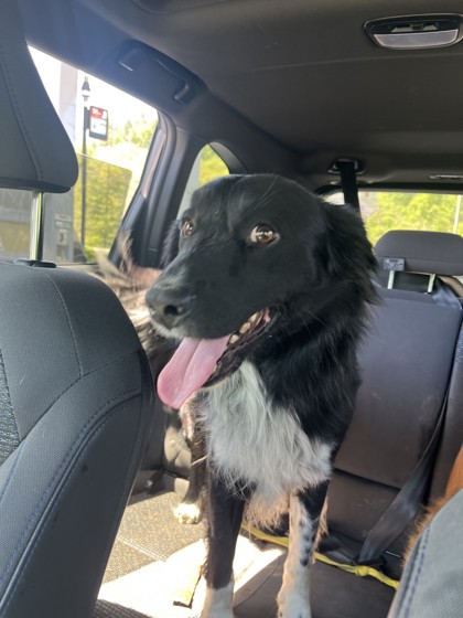 View This Dog Photo #2