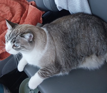View Sammy the Cat Photo #2